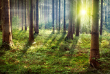 Wald mit Sonnenstrahlen durchflutet